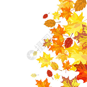 秋天的枫叶背景矢量图图片