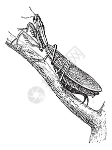 螳螂或螳螂菩提树插画