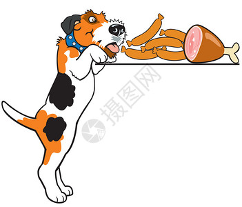 光滑狐狸梗白色背景上孤立的狗福克斯梯插画