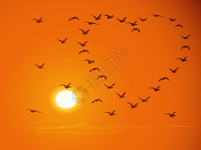 在日落和橙色天空面前飞翔的鸟儿以图片
