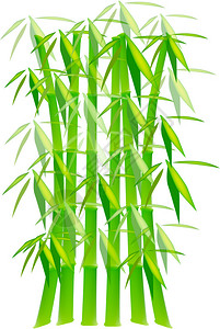 绿竹植物上白色孤立图片
