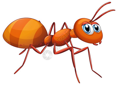 白色背景上一只大蚂蚁的插图图片