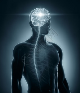 脑和脊椎X射线图片