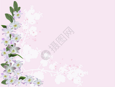 粉红色背景上淡紫色兰花角的插图图片