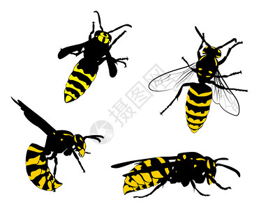 插图与孤立的白色背景上的黄蜂集合背景图片