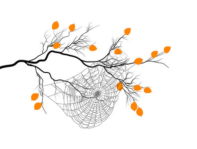 插图与树枝和蜘蛛网图片