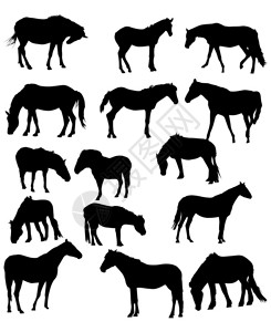 以白色背景隔离的十五匹马插图图片