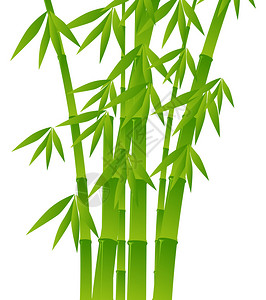 白色背景上的竹子插图背景图片