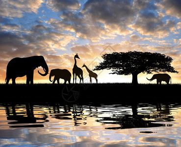 夕阳下的长颈鹿剪影大象图片