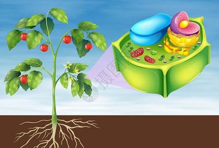 叶绿体显示植物细胞的插图设计图片