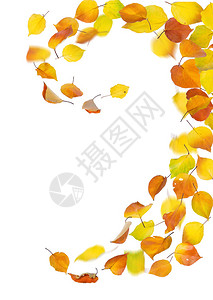 白色背景上的秋天落叶图片