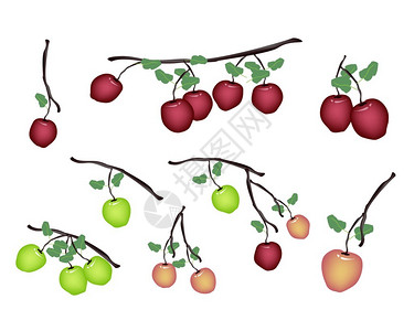 树上挂着绿色叶子的新鲜绿苹果和红苹果的各种风格说明集c图示图片