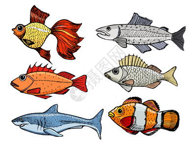各种鱼的素描插图集背景图片