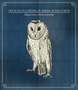 蓝色背景下来自地球动物大百科全书的矢量猫头鹰图片