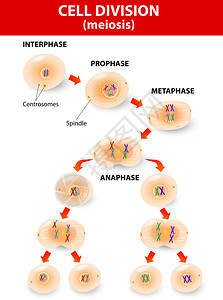 减数分裂细胞分裂矢量图图片