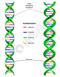 分子是一个双螺旋结构图片