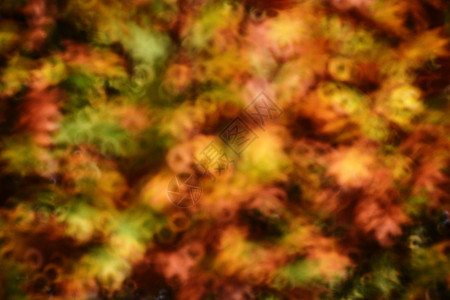 秋天色彩的抽象背景色彩鲜艳的橙色图片