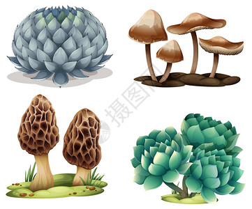 担责仙人掌和蘑菇在白色背景上的插图插画