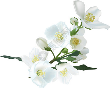 插图与孤立的白色背景上的茉莉花枝背景图片