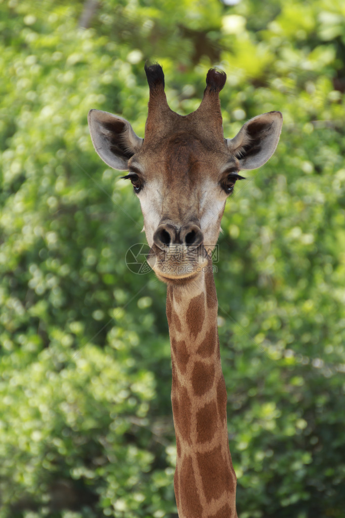 哺乳动物Giraffidae反刍动物是一种具有高脖子和长腿的动物图片