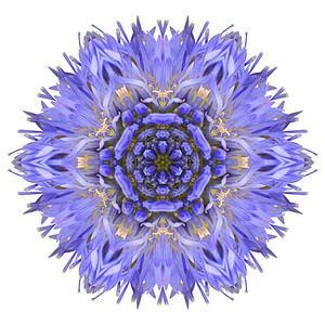 达利白背景上孤立的Centaurea氰化物紫色彩虹镜蓝角花插画