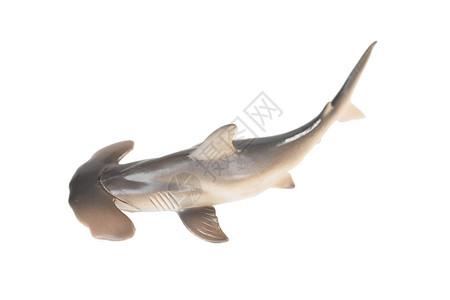 白底隔离的塑料锤头鲨鱼玩具在白色背景图片