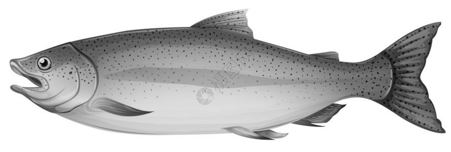 清炒黄花菜白色背景上的灰色鳟鱼的插图插画