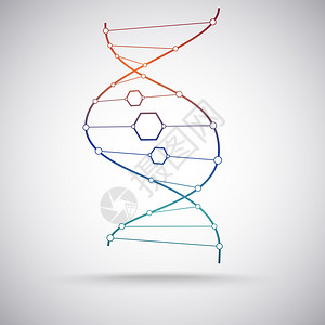 DNA分子模型的梯图片