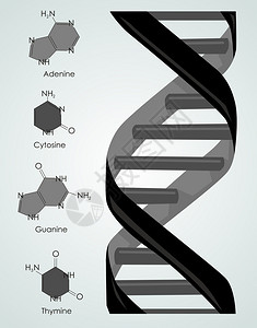 Dna矢量图图片