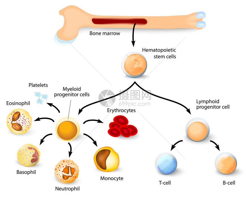 血细胞的形成与红骨髓中血型干细胞的区别不同图片