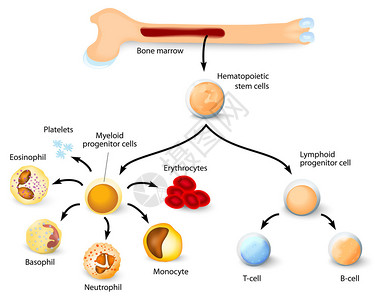 造血干细胞血细胞的形成与红骨髓中血型干细胞的区别不同插画