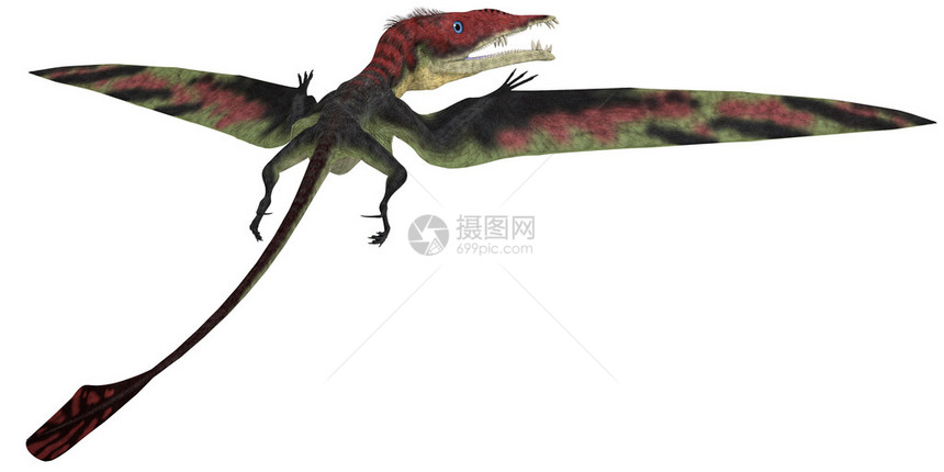 Eudiformodon是生活在三亚西克时期的巨龙图片