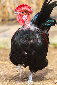TransylvanianNakedNeck或Turken公鸡是罕见图片