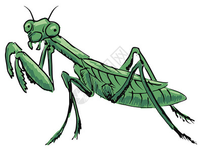 手绘素描螳螂卡通插图图片
