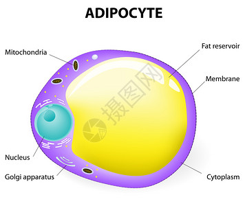 脂肪细胞脂肪细胞负责积累能量肥胖体重增加和体重图片