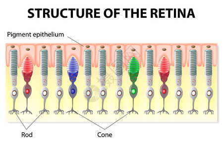 视网膜结构Rods和con图片