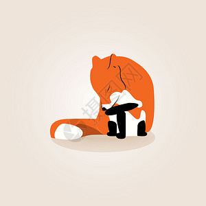 一只狐狸的插图它正在舔它的爪子图片