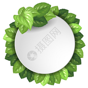 白皮书圆形横幅与新鲜的绿叶矢量插图图片
