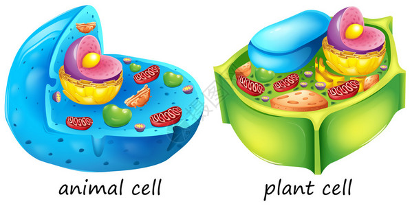 白色背景的动物和植物细胞图片