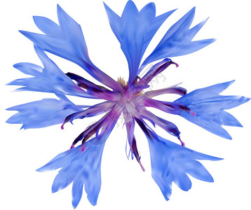 用白色背景上孤立的单蓝色花朵进行电解以图片
