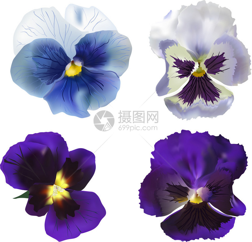 说明4个蓝色花园紫花朵的插图这些紫花以图片