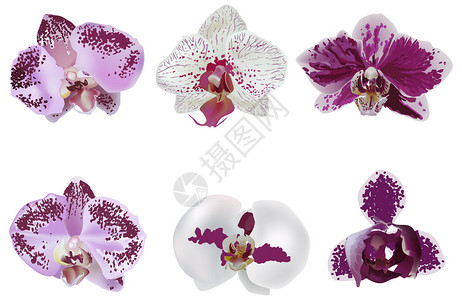 插图与深紫色和白色兰花系列图片