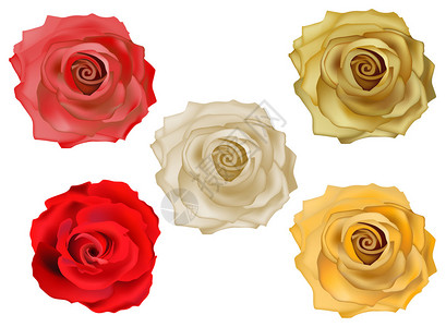 在白色背景上孤立的五朵彩色玫瑰的插图图片