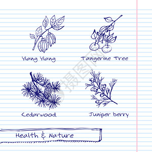 一手拉插图健康与自然集草药的集合天然补品依兰橘子图片