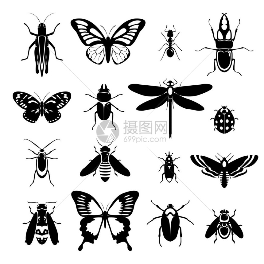 昆虫有黑色和白色装饰图标图片