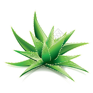 芦荟摄影素材AloeVera在白色摄影现实矢量插画