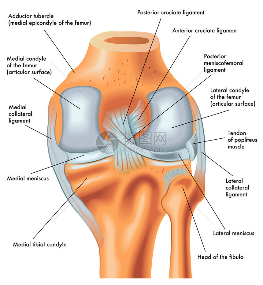 右膝后部的剖析延图片