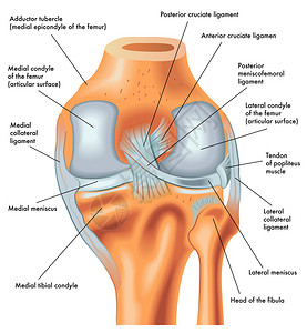 肌底液右膝后部的剖析延插画