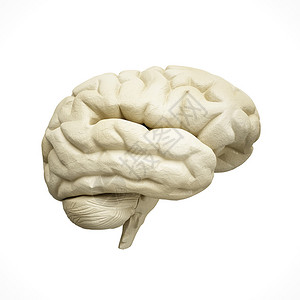 白人脑模型白色背景图片