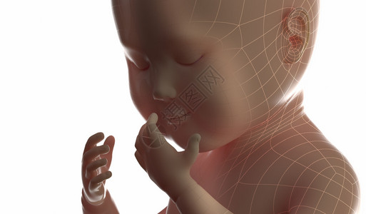 产假3d4d超声波扫描胎儿怀孕概念孤立设计图片
